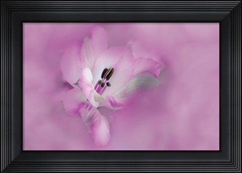 Framed California Close-Up Of Alstroemeria Flower Print