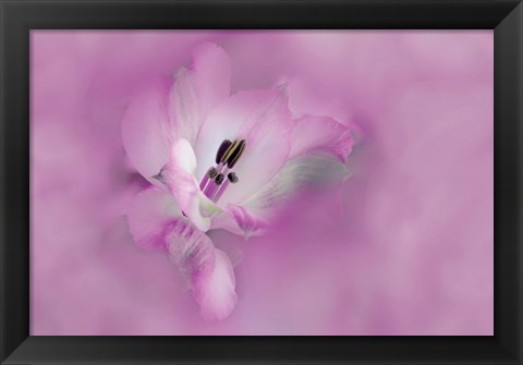 Framed California Close-Up Of Alstroemeria Flower Print