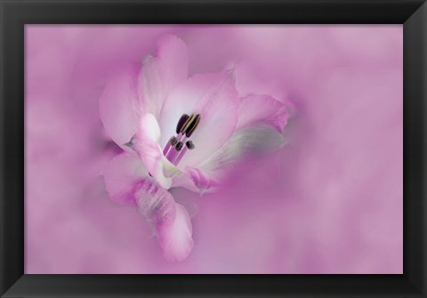 Framed California Close-Up Of Alstroemeria Flower Print