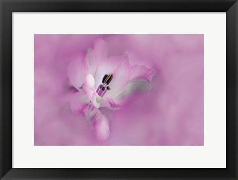 Framed California Close-Up Of Alstroemeria Flower Print