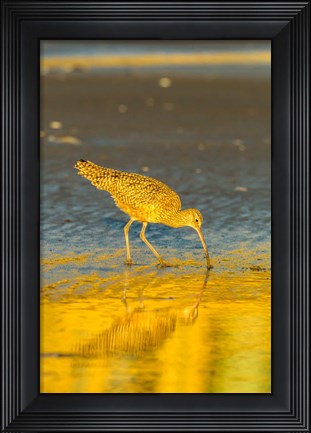 Framed California, San Luis Obispo County Long-Billed Curlew Feeding At Sunset Print