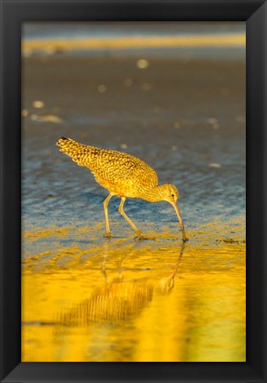 Framed California, San Luis Obispo County Long-Billed Curlew Feeding At Sunset Print