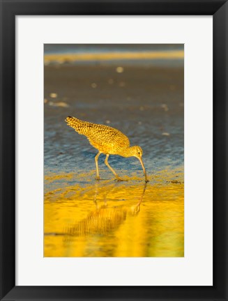 Framed California, San Luis Obispo County Long-Billed Curlew Feeding At Sunset Print