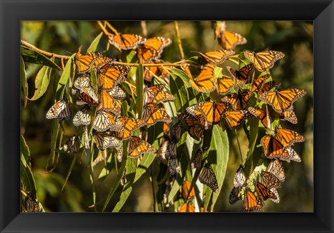 Framed California, San Luis Obispo County Clustering Monarch Butterflies On Branches Print