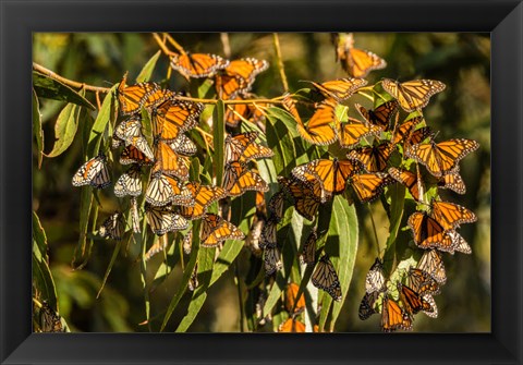 Framed California, San Luis Obispo County Clustering Monarch Butterflies On Branches Print