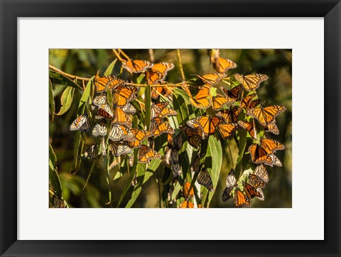 Framed California, San Luis Obispo County Clustering Monarch Butterflies On Branches Print