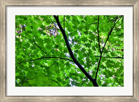 Framed Looking Up Into Vine Maple, Stout Grove, Jedediah Smith Redwoods State Park, Northern California Print