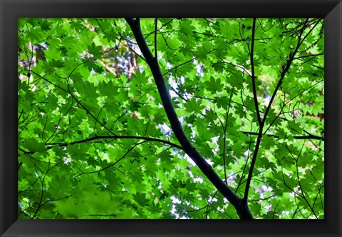 Framed Looking Up Into Vine Maple, Stout Grove, Jedediah Smith Redwoods State Park, Northern California Print