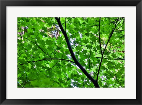 Framed Looking Up Into Vine Maple, Stout Grove, Jedediah Smith Redwoods State Park, Northern California Print