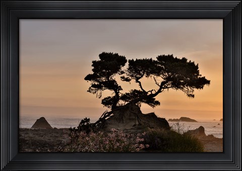 Framed Cypress Tree At Sunset Along The Northern California Coastline, Crescent City, California Print