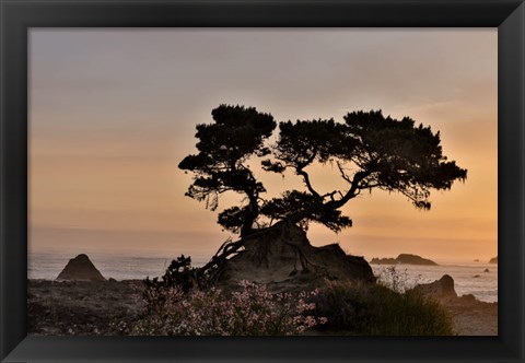 Framed Cypress Tree At Sunset Along The Northern California Coastline, Crescent City, California Print