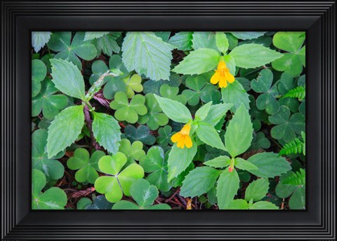 Framed Monkey Flowers Growing Wild In Redwood National Park Print