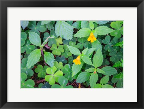 Framed Monkey Flowers Growing Wild In Redwood National Park Print