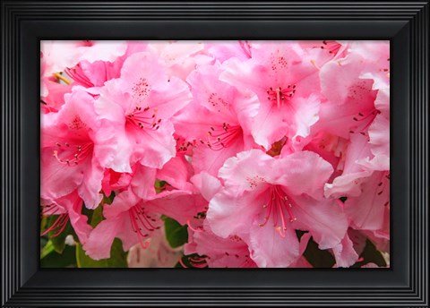 Framed Evergreen Azalea Blooms In The Spring And Summer Print