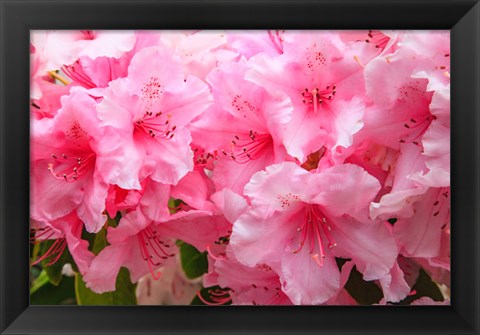 Framed Evergreen Azalea Blooms In The Spring And Summer Print