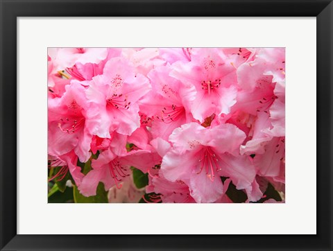 Framed Evergreen Azalea Blooms In The Spring And Summer Print