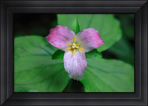 Framed Trillium Perennial Flowering Plant Print
