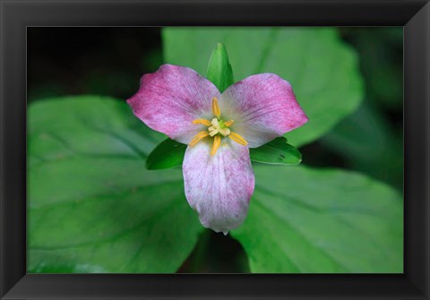 Framed Trillium Perennial Flowering Plant Print