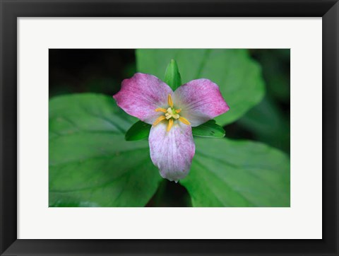 Framed Trillium Perennial Flowering Plant Print