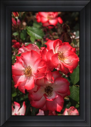 Framed Betty Boop Rose Is A Hybrid Rose With A Moderately Fruity Aroma Print