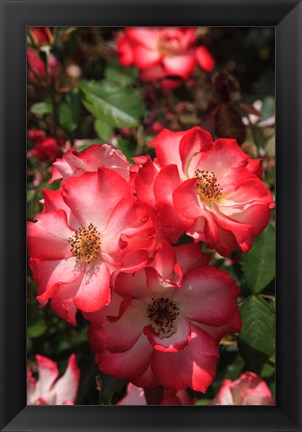 Framed Betty Boop Rose Is A Hybrid Rose With A Moderately Fruity Aroma Print