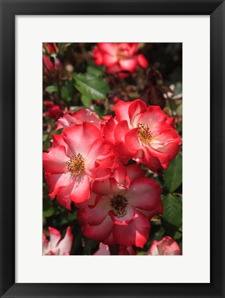 Framed Betty Boop Rose Is A Hybrid Rose With A Moderately Fruity Aroma Print