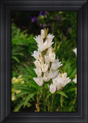 Framed Pasqueflower Is An Ember Of The Buttercup Family Print