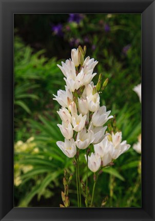 Framed Pasqueflower Is An Ember Of The Buttercup Family Print