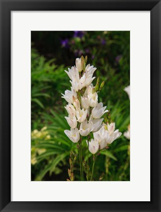 Framed Pasqueflower Is An Ember Of The Buttercup Family Print