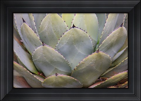 Framed Parry&#39;s Agave Or Mescal Agave Print