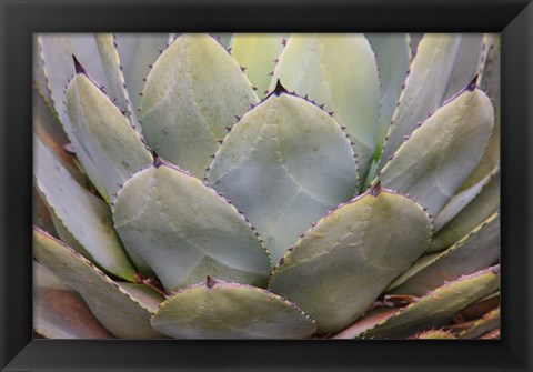 Framed Parry&#39;s Agave Or Mescal Agave Print