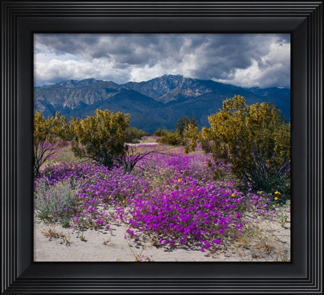Framed Wildflowers In Spring, Coachella Valle Print