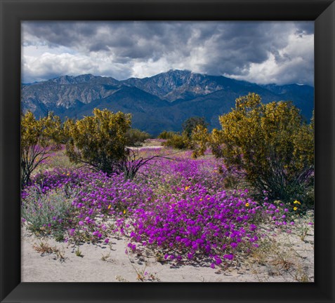 Framed Wildflowers In Spring, Coachella Valle Print