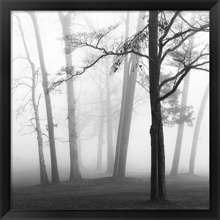 Framed Ethereal Trees Print