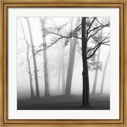 Framed Ethereal Trees Print