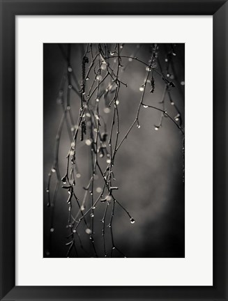 Framed Bare Branches 2017 Print