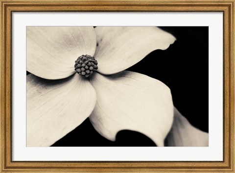 Framed Dogwood Flower Print