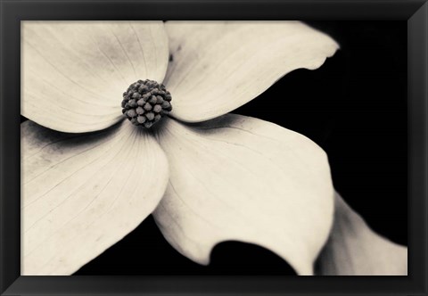 Framed Dogwood Flower Print