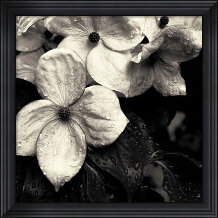 Framed Dogwood Flower No. 3 Print