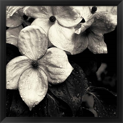 Framed Dogwood Flower No. 3 Print