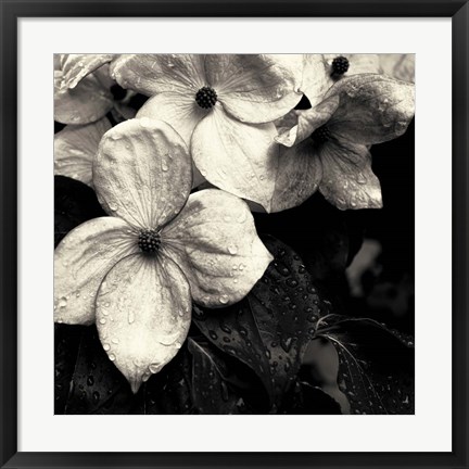 Framed Dogwood Flower No. 3 Print