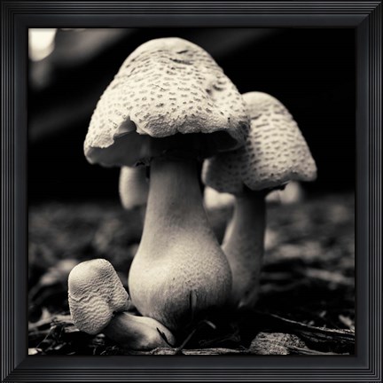 Framed Mushroom No. 3 Print