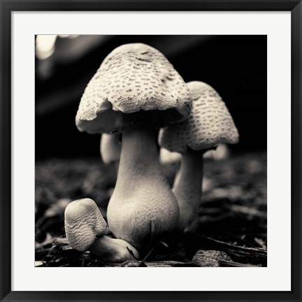 Framed Mushroom No. 3 Print