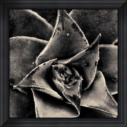 Framed Seattle Succulents Print