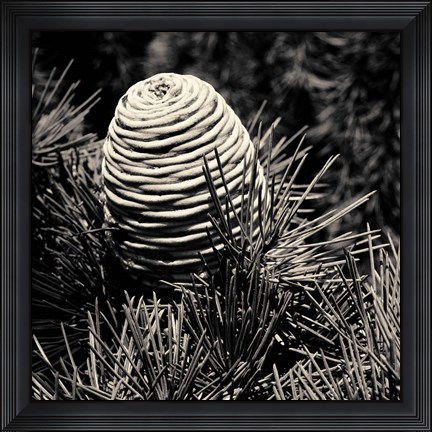 Framed Spruce Cone Print