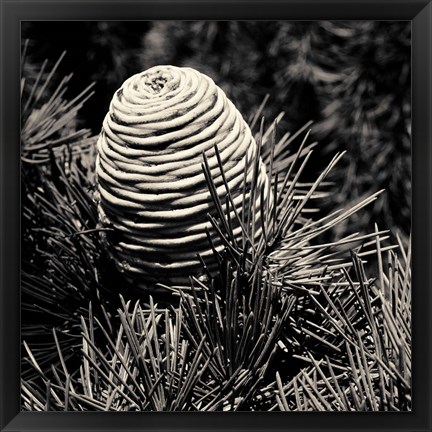 Framed Spruce Cone Print