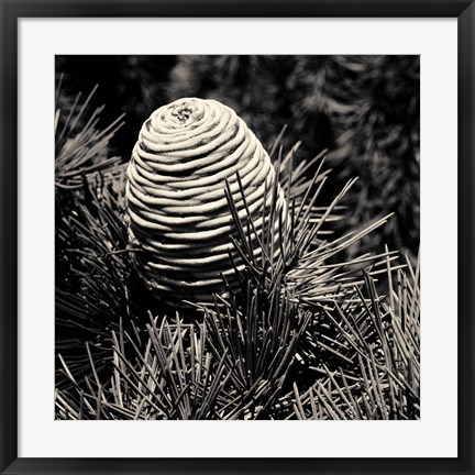 Framed Spruce Cone Print