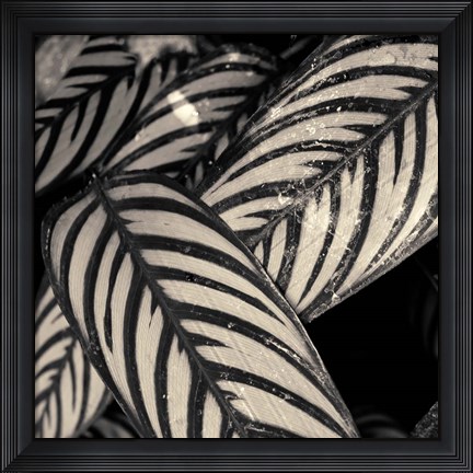 Framed Varigated Leaves No. 2 Print