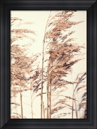 Framed Reed 1 Print