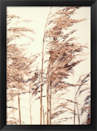 Framed Reed 1 Print
